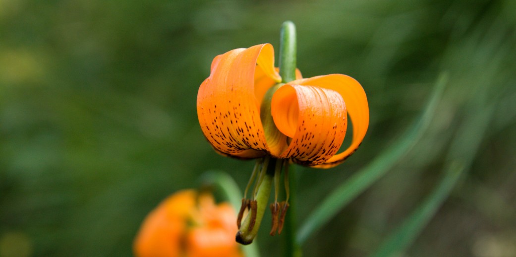 Lilium carniolicum