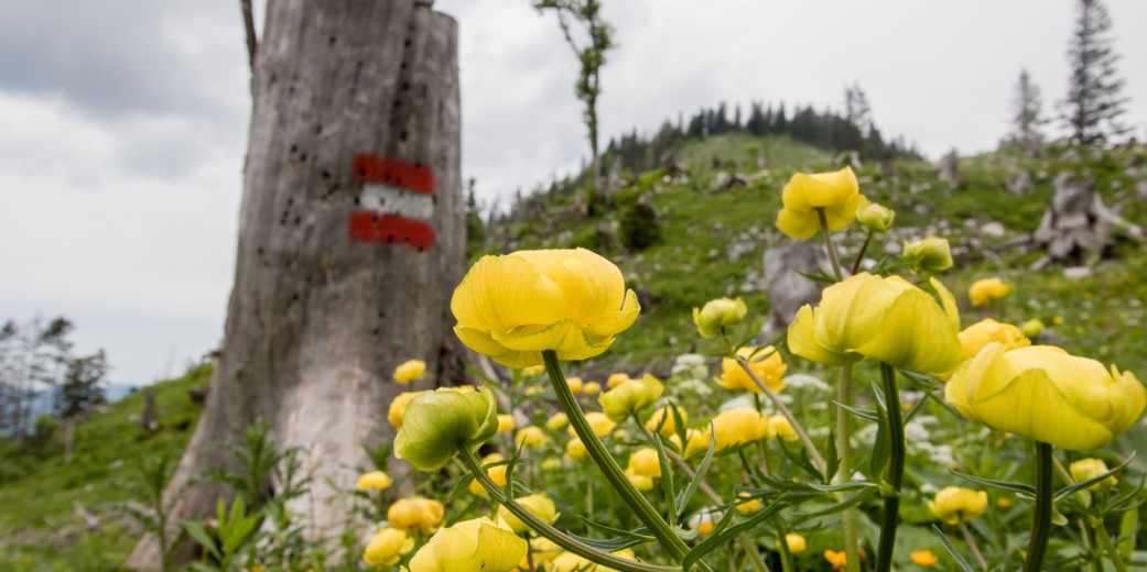 geschützte Trollblume (Umgebung der Ybbstaler Hütte)