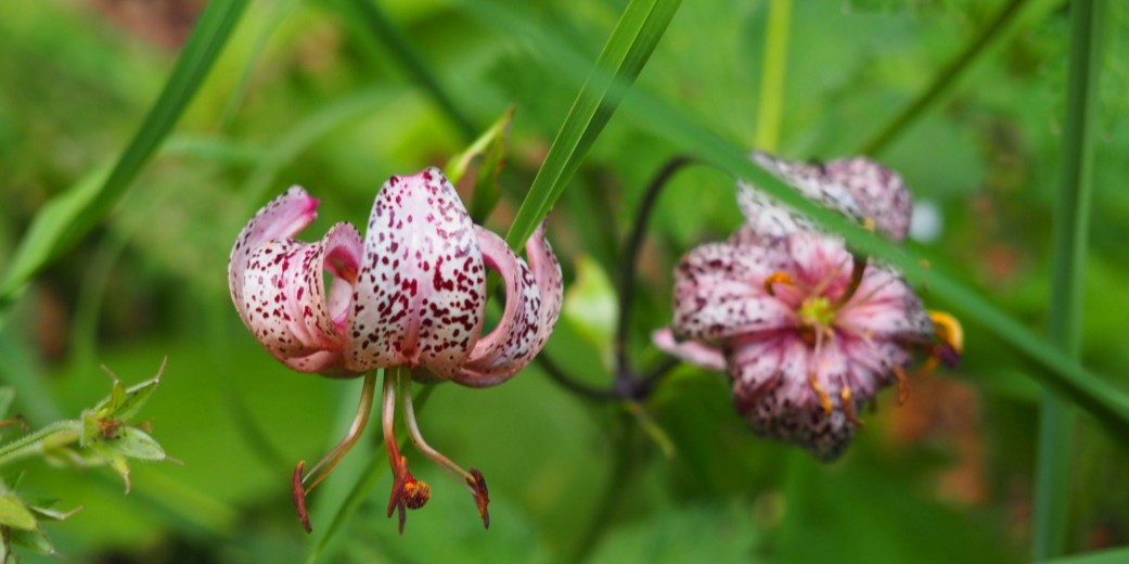 Eine der botanischen Besonderheiten des Naturparks, die Türkenbundlilie