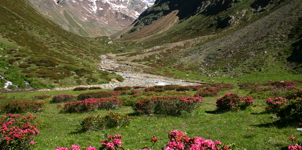 Der Alpenrosengarten