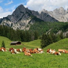 Die Litzalm ist Teil des Landschaftschutzgebietes