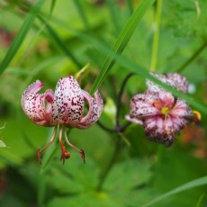 Eine der botanischen Besonderheiten des Naturparks, die Türkenbundlilie